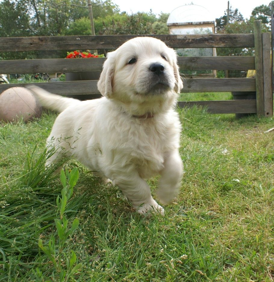 chiot Golden Retriever Des Hauts De L'Embellie