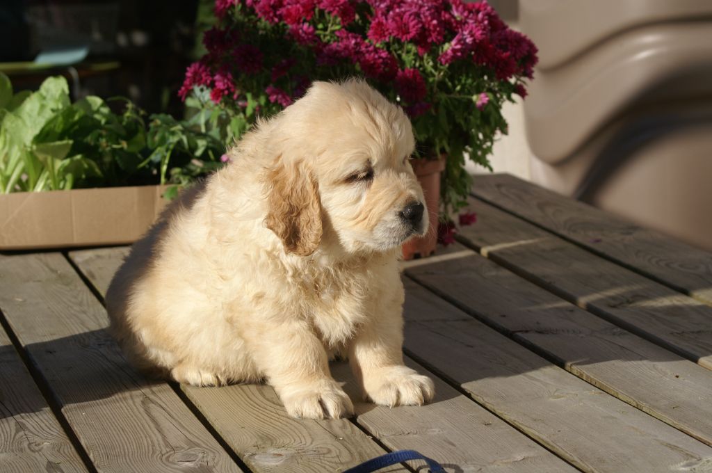 chiot Golden Retriever Des Hauts De L'Embellie