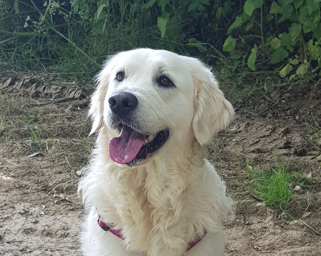 Perla