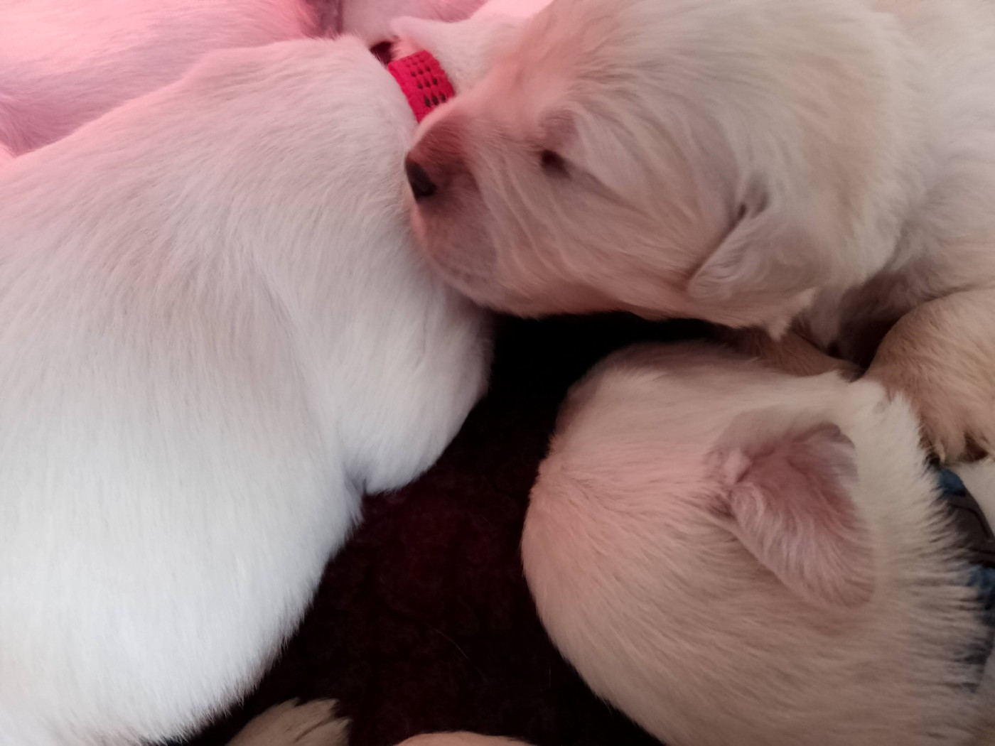 Des Hauts De L'Embellie - Golden Retriever - Portée née le 14/10/2025