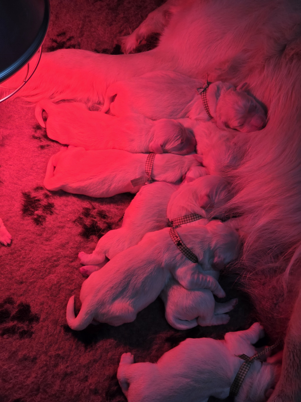 Chiot Golden Retriever Des Hauts De L'Embellie