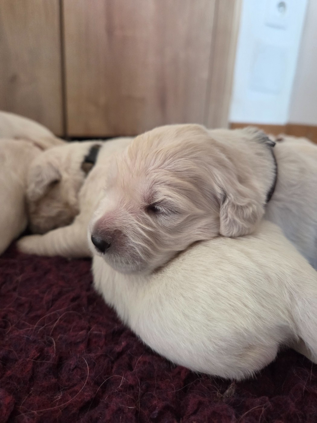 Des Hauts De L'Embellie - Chiots disponibles - Golden Retriever
