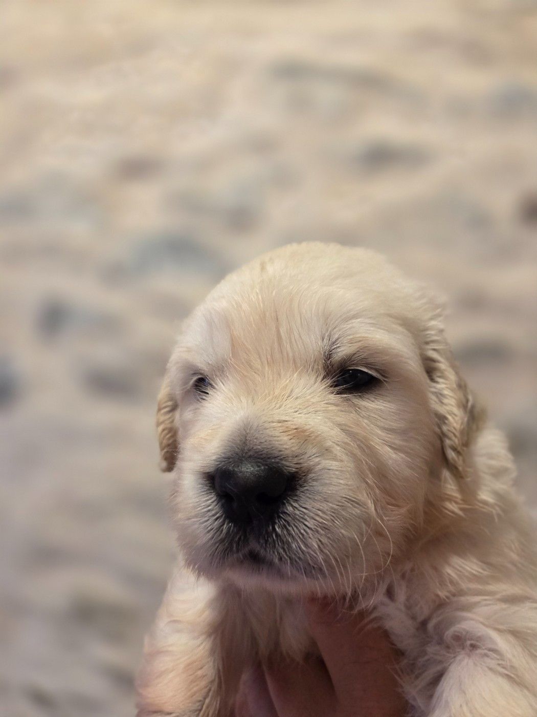 Des Hauts De L'Embellie - Chiots disponibles - Golden Retriever