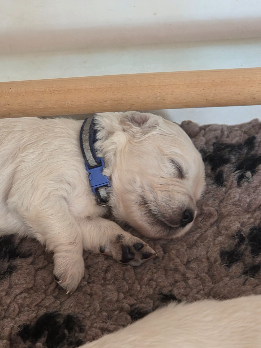 Des Hauts De L'Embellie - Chiots disponibles - Golden Retriever