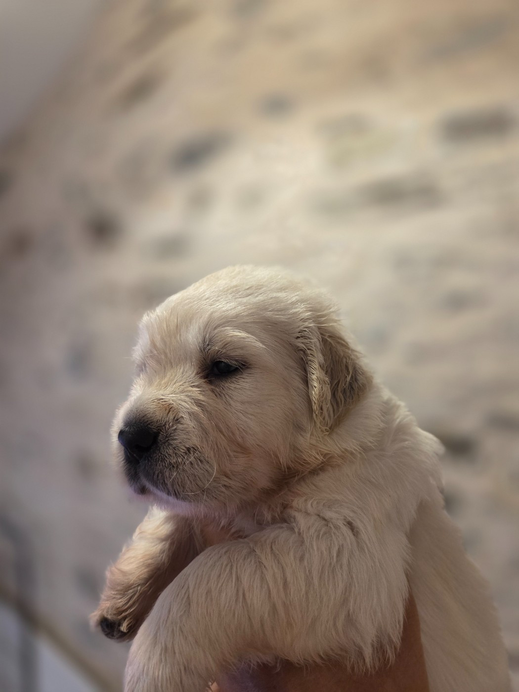 Des Hauts De L'Embellie - Chiots disponibles - Golden Retriever