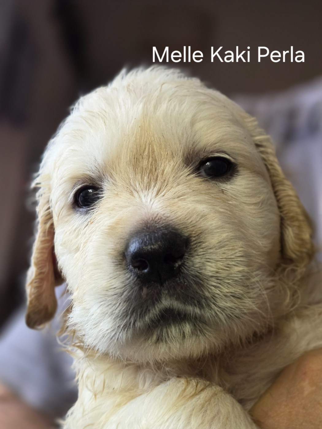 Des Hauts De L'Embellie - Chiots disponibles - Golden Retriever