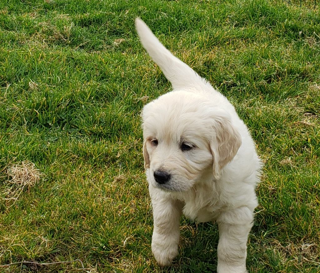 Des Hauts De L'Embellie - Chiots disponibles - Golden Retriever