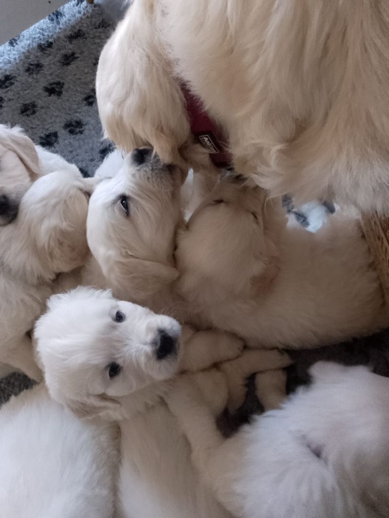 Chiot Golden Retriever Des Hauts De L'Embellie