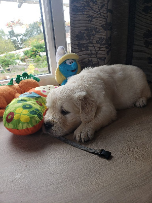 Chiot